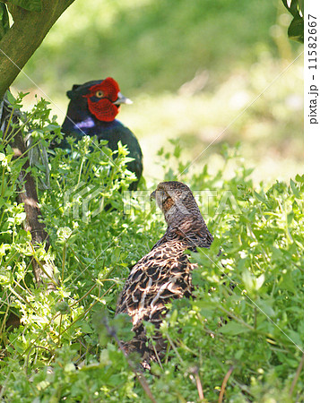 雉の雌と雄が接近２ 11582667