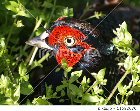 雉の雄の頭　上部 11582670