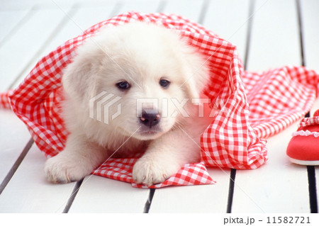 グレートピレニーズの子犬 グレートピレニーズの子犬 11582721