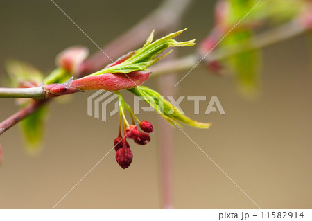 カエデの花のつぼみの写真素材