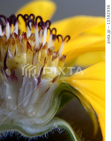 ヒマワリ　断面 11582936