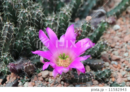 サボテン 11582943