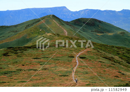 上越国境・平標山付近の登山道と背後に苗場山を望む 11582949