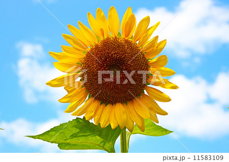 夜景 夜景 11583109