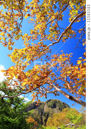 五色山のダケカンバの黄葉と日光白根山山頂 11583183