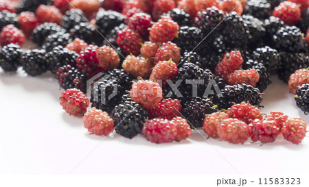 果実　山桑01　 11583323