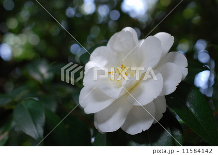 葉陰の中で 葉陰の中で 11584142