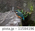 カワセミ 11584196