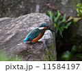 カワセミ 11584197