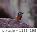 カワセミ 11584198