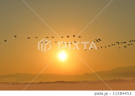 朝日と鶴 11584453