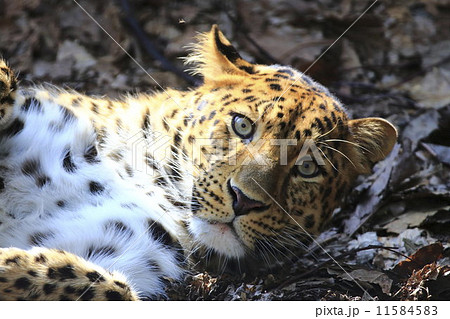 アムールヒョウ 11584583