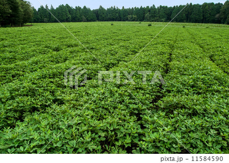 千葉県の落花生畑 11584590
