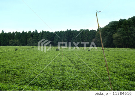 落花生畑 落花生畑 11584616