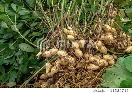 落花生の収穫 11584712