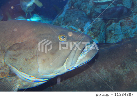 クエ クエ 11584887