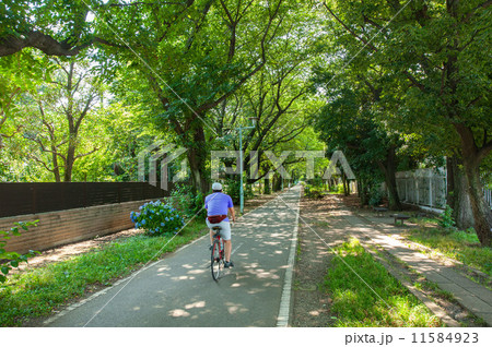 東京都小平市の多摩湖自転車道 11584923