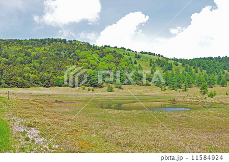 初夏の湿原 11584924