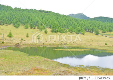 初夏の湿原 11584925