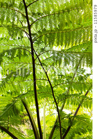 spread branch and green leaves isolated on white background spread branch and green leaves isolated on white background 11585979