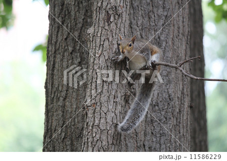 警戒するリス 11586229