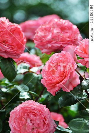 バラ バラ 11586294