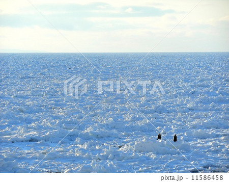 流氷 流氷 11586458