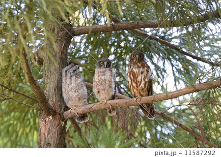 アオバズク 11587292