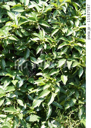 イヌビワの果実 イヌビワの果実 11587587