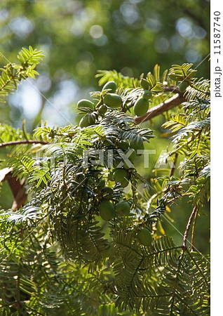 カヤの実 11587740