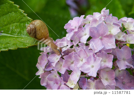 アジサイとカタツムリ 11587781