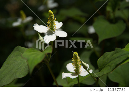 ドクダミの花 11587783