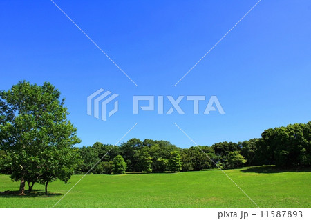 鮮やかな新緑の公園 鮮やかな新緑の公園 11587893