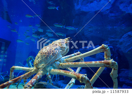 カニ 蟹 かに 魚 水族館 アクアリウム 水 海 生き物 海遊館の写真素材