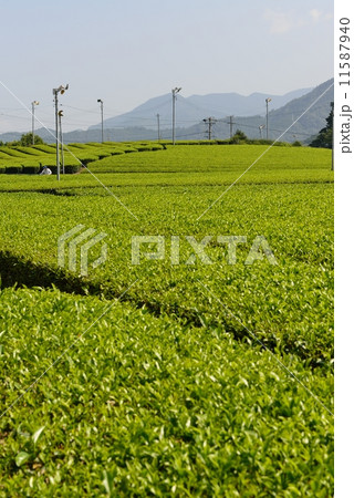 茶畑 11587940