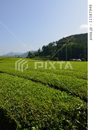 茶畑 11587946