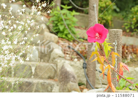 タイタンビスカスの花 タイタンビスカスの花 11588071