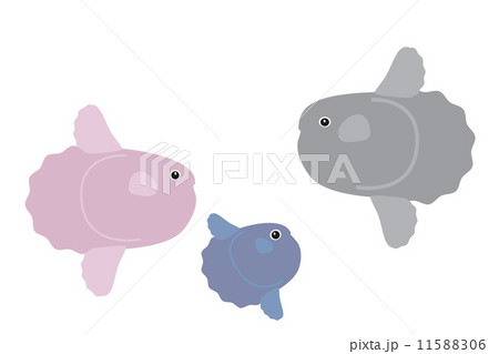 マンボウ親子 マンボウ親子 11588306