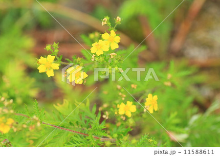 カワラサイコの花 11588611