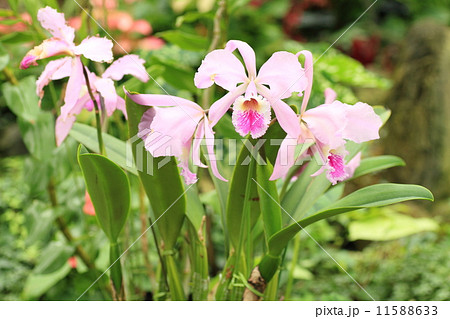 カトレアの花 11588633
