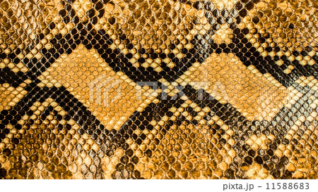 Snake skin pattern background 11588683