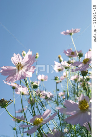 日差しの中で秋風になびく秋桜 11591719