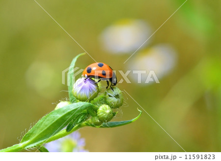 姫女苑の花にテントウムシ 11591823