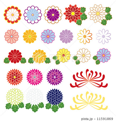 和風な菊の花のイラスト素材