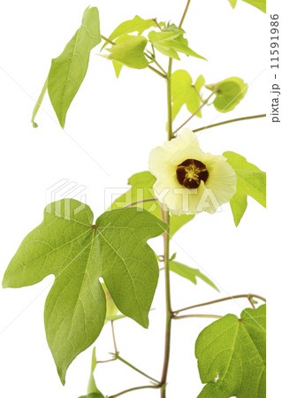 白バックのワタの花 11591986