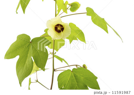 白バックのワタの花 11591987