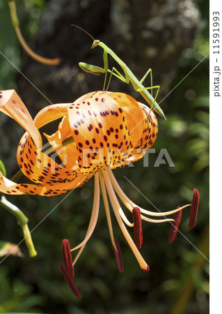 オニユリの花に乗っているカマキリ 11591993