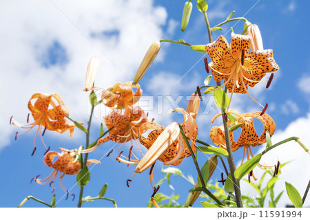 青空をバックにオニユリの花花 11591994