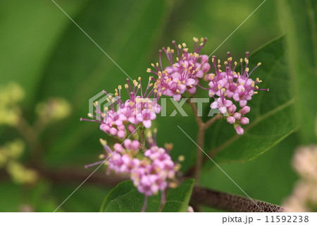 自然 植物 コムラサキ、ムラサキシキブにそっくりですが別種だそうです。実の付き方はこちらのほうがきれいとか・・・① 自然 植物 コムラサキ、ムラサキシキブにそっくりですが別種だそうです。実の付き方はこちらのほうがきれいとか・・・① 11592238