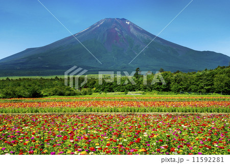 彩鮮やかな百日草と富士山 11592281